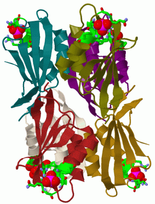 Image Biol.Unit 1 - manually