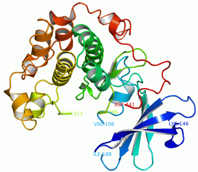 Image Asym./Biol. Unit - manually