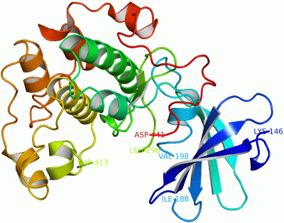 Image Asym./Biol. Unit - manually