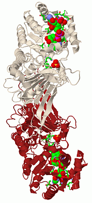 Image Biol.Unit 1 - manually