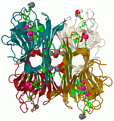 Image Biol.Unit 1 - manually