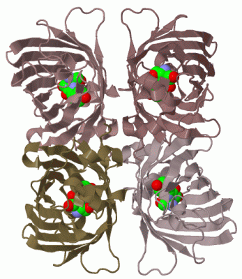 Image Biol.Unit 1 - manually