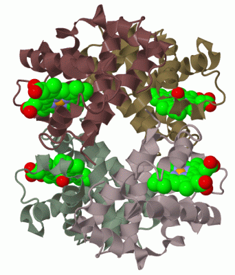 Image Biol.Unit 1 - manually