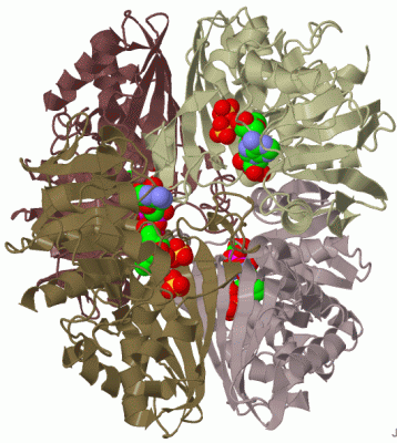 Image Biol.Unit 1 - manually