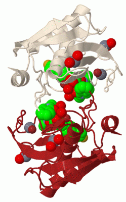 Image Biol.Unit 1 - manually