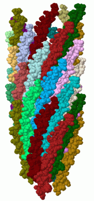 Image Biol.Unit 1 - manually