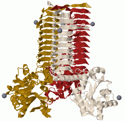 Image Biol.Unit 1 - manually