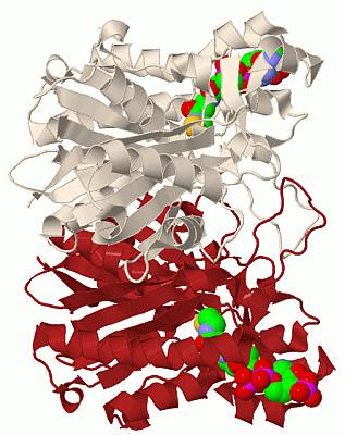 Image Biol.Unit 1 - manually