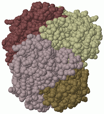 Image Biol.Unit 1 - manually