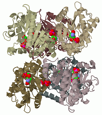 Image Biol.Unit 1 - manually