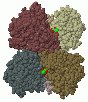 Image Biol.Unit 1 - manually