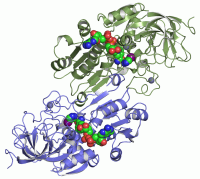 Image Asym./Biol. Unit - manually