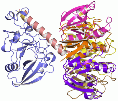 Image Asym./Biol. Unit - manually