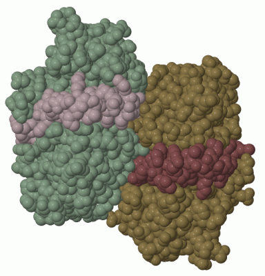 Image Biol.Unit 1 - manually