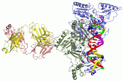 Image Asym./Biol. Unit - manually