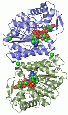 Image Asym./Biol. Unit - manually