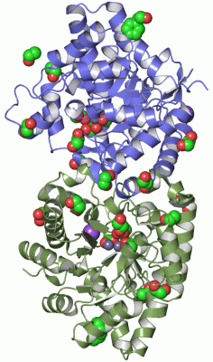 Image Asym./Biol. Unit - manually