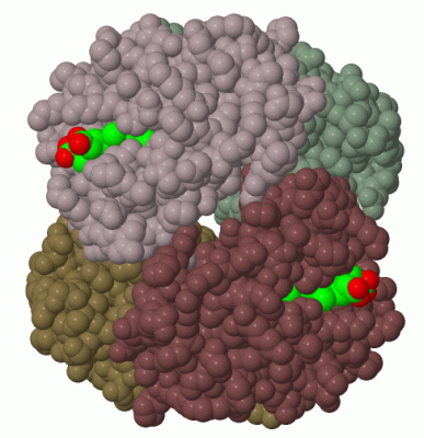 Image Biol.Unit 1 - manually