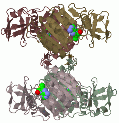 Image Biol.Unit 2 - manually