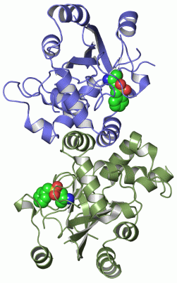 Image Asym./Biol. Unit - manually