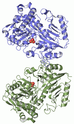 Image Asym./Biol. Unit - manually