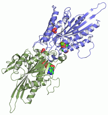 Image Asym./Biol. Unit - manually