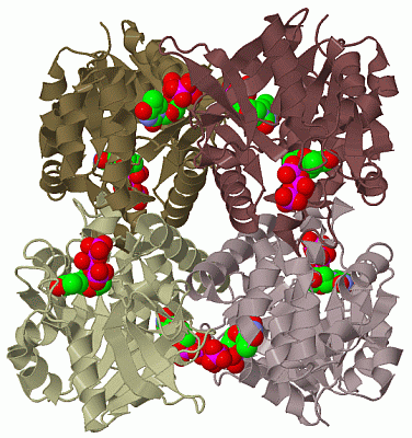 Image Biol.Unit 1 - manually