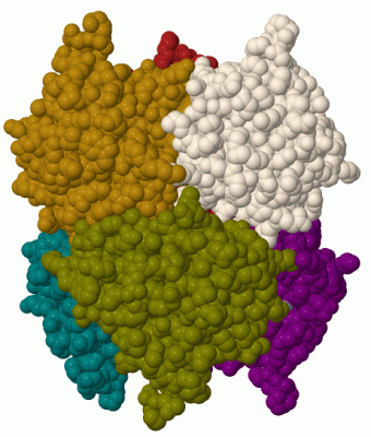 Image Biol.Unit 1 - manually