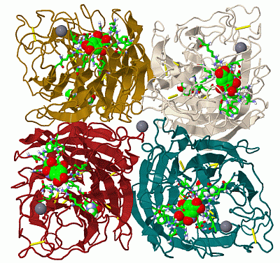 Image Biol.Unit 1 - manually