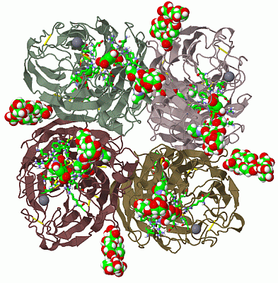 Image Biol.Unit 1 - manually