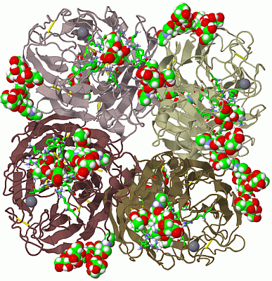 Image Biol.Unit 1 - manually