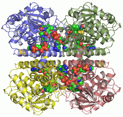 Image Asym./Biol. Unit - manually