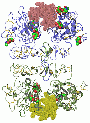 Image Asym./Biol. Unit - manually