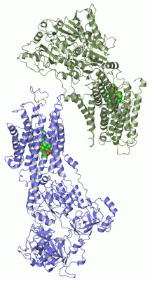 Image Asym./Biol. Unit - manually