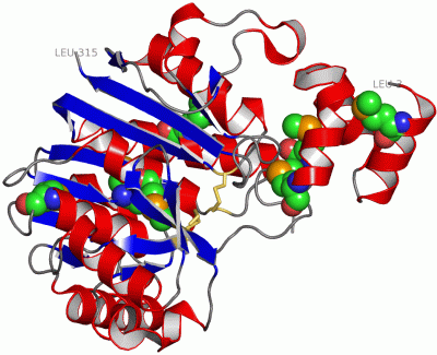 Image Asym./Biol. Unit - manually