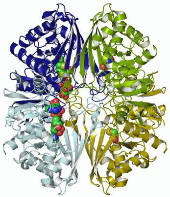 Image Asym./Biol. Unit - manually