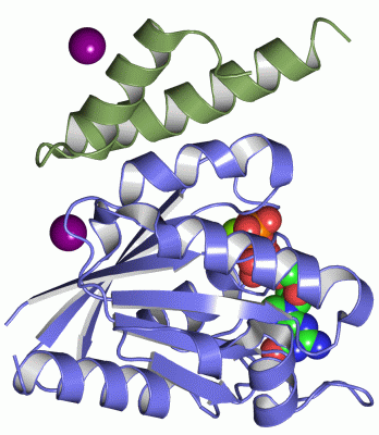 Image Asym./Biol. Unit - manually