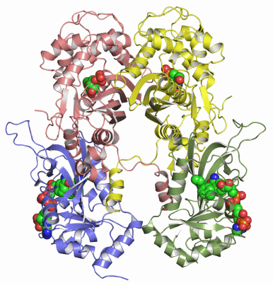 Image Asym./Biol. Unit - manually