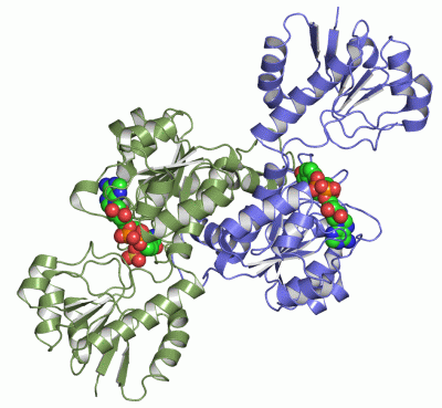 Image Asym./Biol. Unit - manually