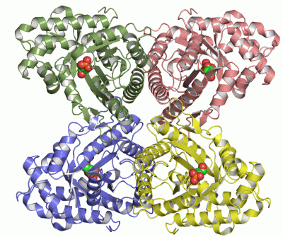 Image Asym./Biol. Unit - manually