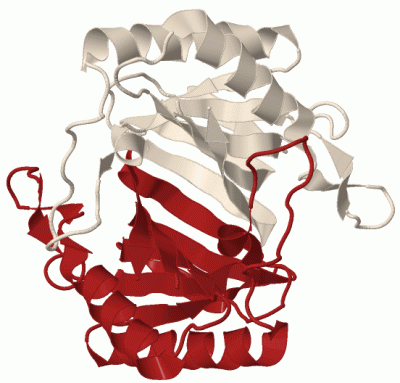 Image Biol.Unit 1 - manually