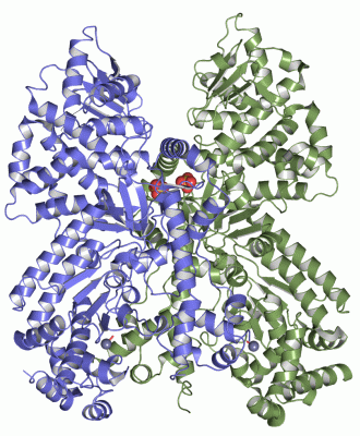 Image Asym./Biol. Unit - manually