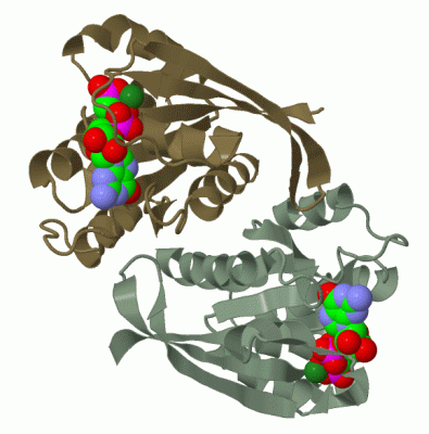 Image Biol.Unit 1 - manually