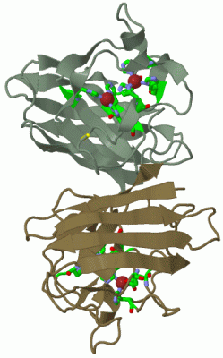 Image Biol.Unit 1 - manually