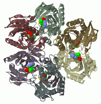 Image Biol.Unit 1 - manually