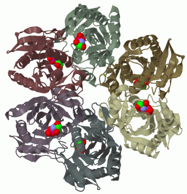 Image Biol.Unit 1 - manually