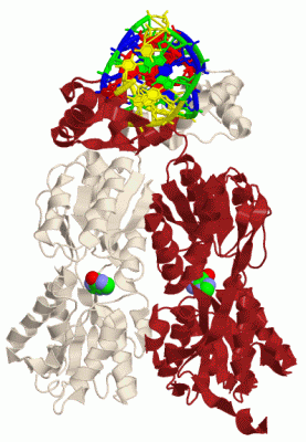 Image Biol.Unit 1 - manually