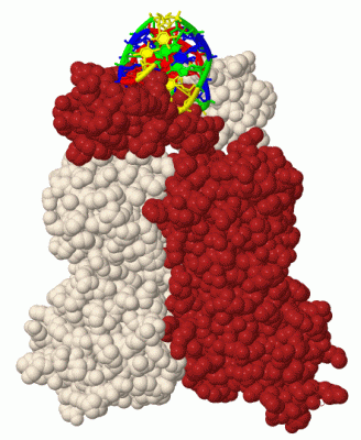 Image Biol.Unit 1 - manually