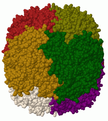 Image Biol.Unit 1 - manually