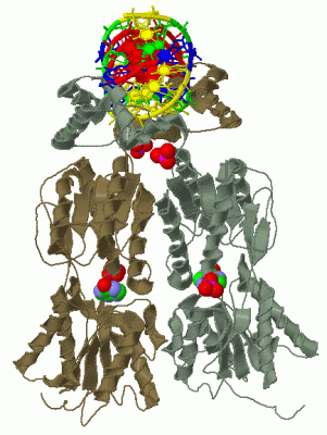 Image Biol.Unit 1 - manually